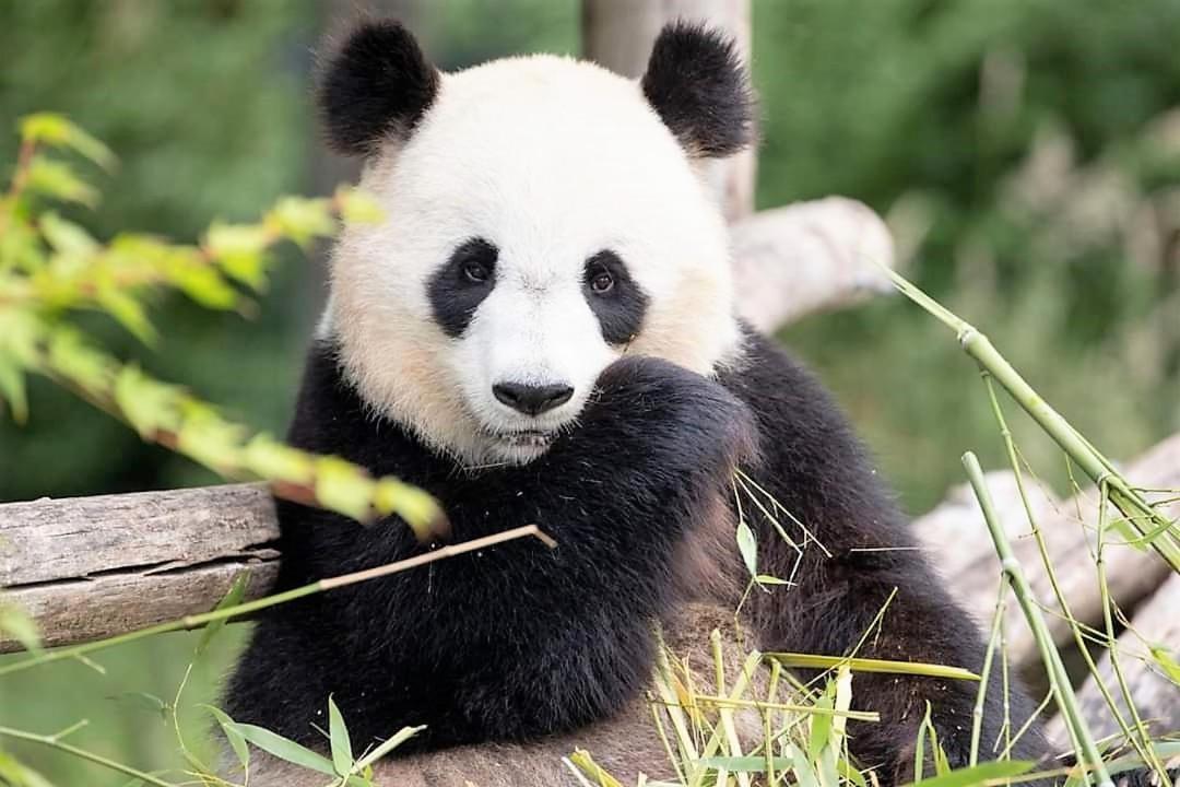 Les Bruyères de Jeanne et René Zoo de Beauval à 20min,Châteaux TOUT INCLUS Fontguenand Extérieur photo